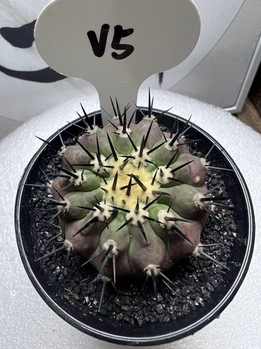 Cm copiapoa cinerea - cm,