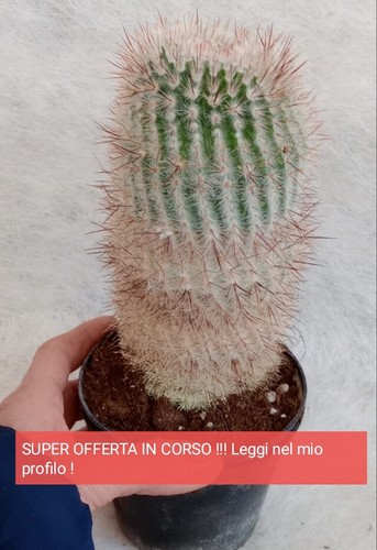Notocactus scopa - ,