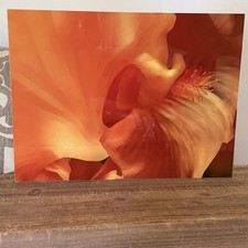 Frusta arancione Jacque