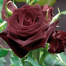 Pianta di ROSA BREVETTATA