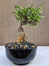 Old Fockea Capensis Bonsai