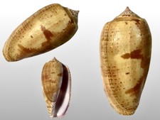 Conidae, Conus tulipa, Bueni