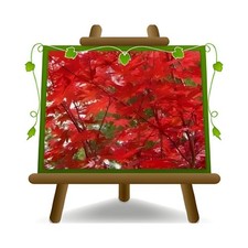 Acero Palmato Momiji Fire Glow