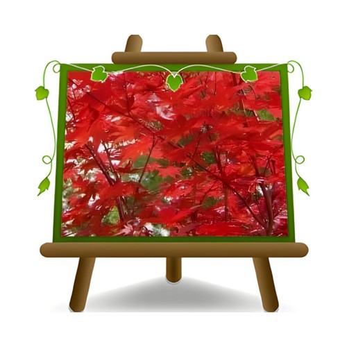 Acero palmato momiji fire - palmato,