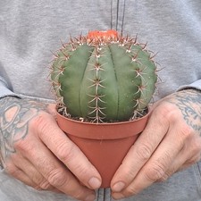 Melocactus matanzanus (Cuba)