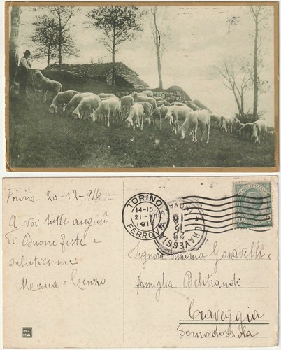 Pascolo gregge pecore - -,