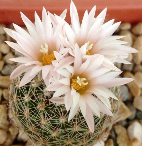 Escobaria gigantea seeds - escobaria,