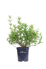 Pianta di Deutzia Gracilis