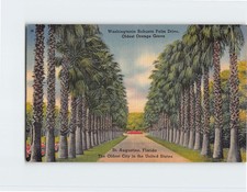 Cartolina washingtonia robusta - washingtonia,