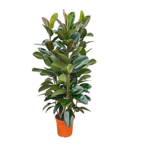 Albero della gomma ficus - albero,