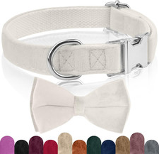 Collare Cane, Papillon Cane