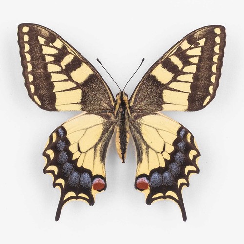 Papilio machaon ruettimanni - ruettimanni,