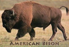 American Bisonte, Buffalo