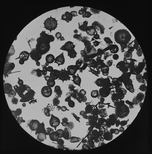 Microscope photo polycystine - polycystine, x