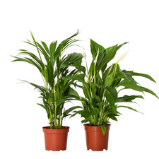 2 Set di palme Spathiphyllum, Dypsis lutescens 60cm Pianta da interno verde