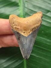 Dente blu di Carcharocles