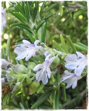 Pianta di ROSMARINO PROSTRATO