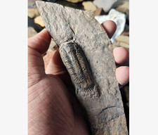 Fossile di trilobite