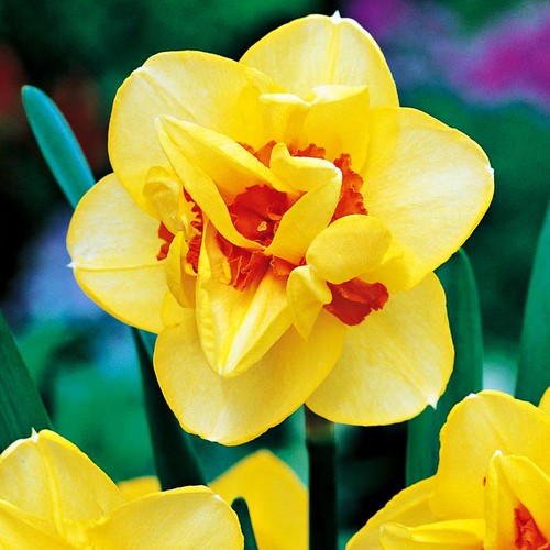 Narcisi bulbi fiori cipolle - bulbi,