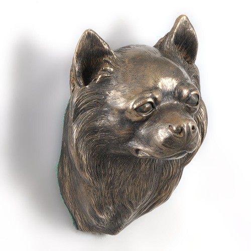 Chihuahua kurzhaar con - chihuahua, testa