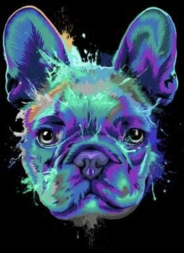 Bulldog francese modello - (2),