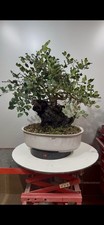Pre Bonsai Di Carrubo Yamadori