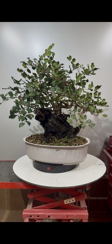 Pre bonsai carrubo yamadori - pre, di