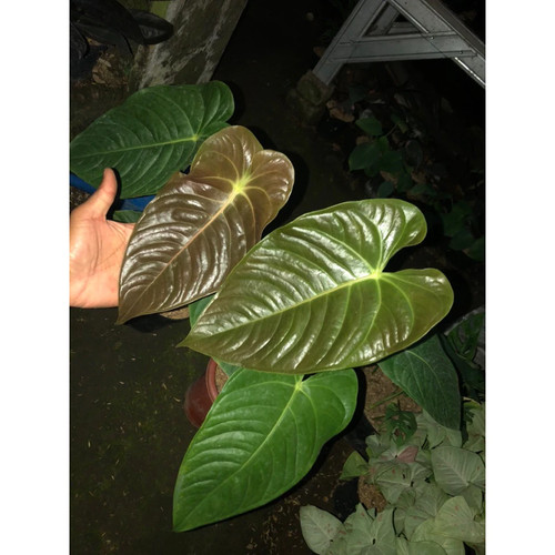Anthurium chamberlainii unique - anthurium,