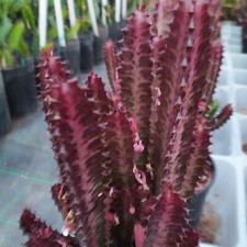 euphorbia Tigrona Ruba Bellissima Pianta Da I Suoi Colori Singolari 35€Sped Grat