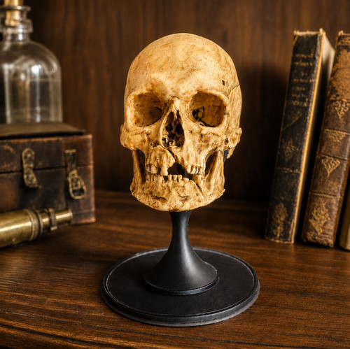 Human skull replica - replica, |