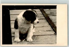 39282109 - Parson Jack Russell