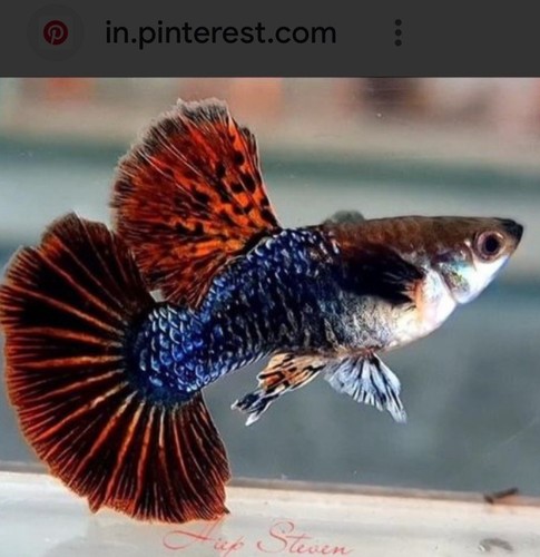 Pesci tropicali guppy show - pesci,