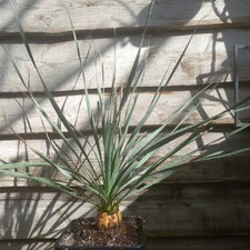 Dasylirion wheeleri, totale