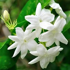 Gelsomino bianco "Jasminum