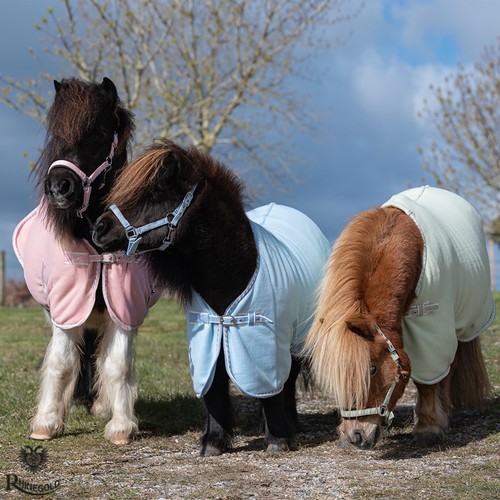 Mini pony shetland - pony,