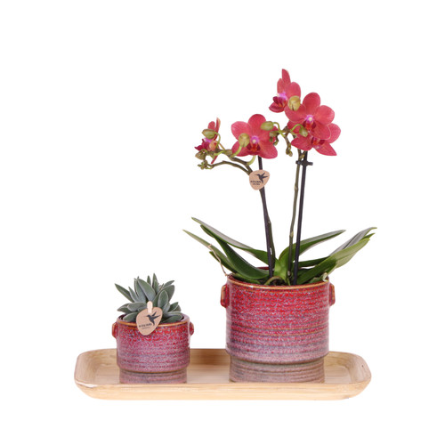 Set piante aura con - di,