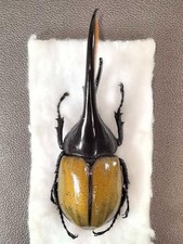 Dinasti Ercole Paschoali 140-1mm Maschio Gigante - Brasile