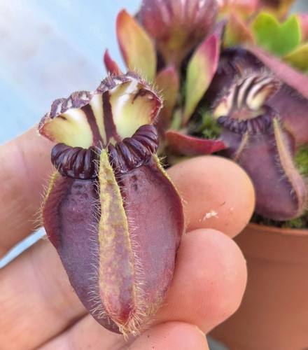 Cephalotus folliculari - cephalotus,