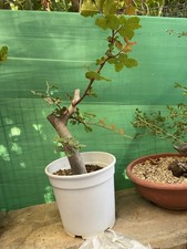 PRE BONSAI DI CARRUBO