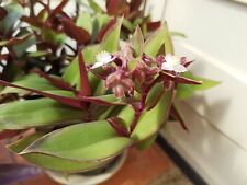 TRADESCANTIA BLOSSFELDIANA CERINTHOIDES Erba miseria 2 Talee + 1 Omaggio