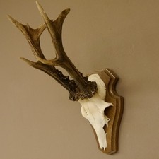 Corna di Cervo Ung. 8 Er Capriolo Peso 309 G Bock Scudo Trofeo 608.125