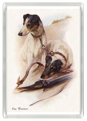 Smooth fox terrier - terrier, fridge