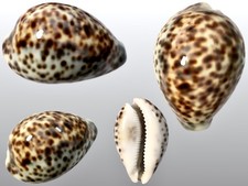 Cypraea tigris zanzibar - cypraea,