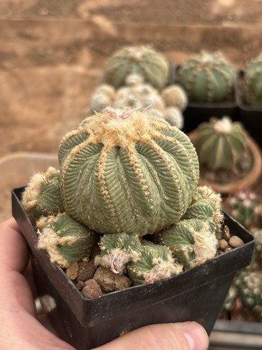 Aztekium ritterii cespitoso - ritterii,