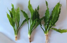 3 x pianta spada amazzonica -