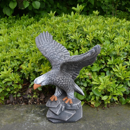 Aquila reale - , uccellino