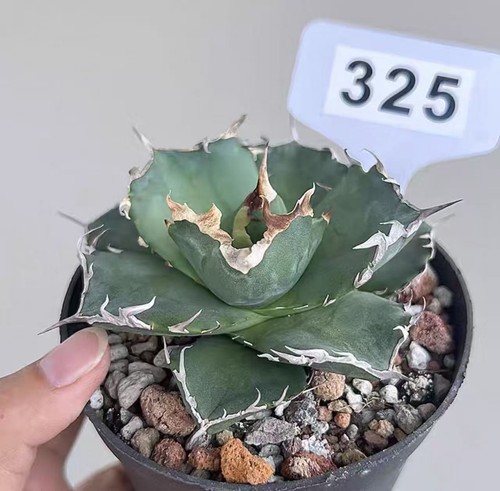 1pcs pot 10cm - 1pcs,