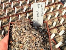 Sclerocactus whipplei