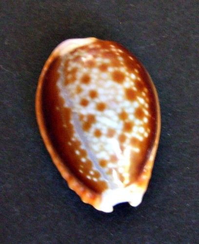 Cypraea helvola mm - 19,5,