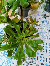 Composizione Con Varie Piante